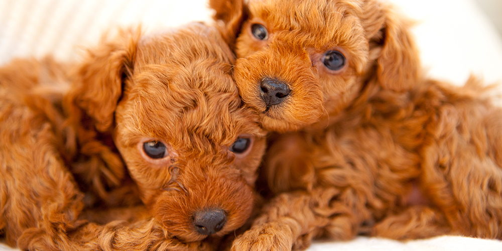 新たに子犬を家族へ迎えたい方へ